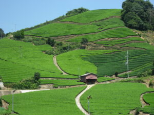 Shirasu and Ishitera Tea Plantations