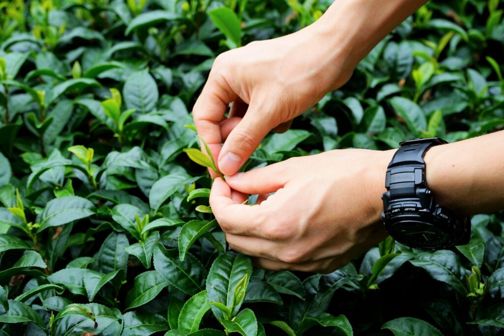 A close-up shot of a person picking tea leaves by hand